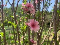 -世纪公园-世纪春沁园