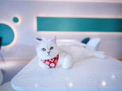 -飞行喵MR PILOT|猫舍·猫咖(静安大融城店)