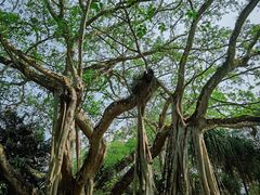 -瑞丽独树成林风景区