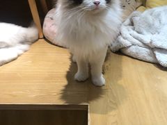 -滚猫咖啡·猫咖·猫友好撸猫(未来城店)