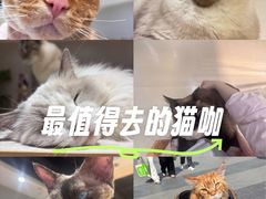 -藏猫猫咖啡主题馆(中央大道店)