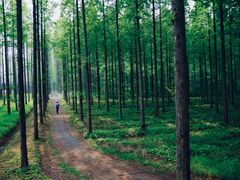 -黄海国家森林公园