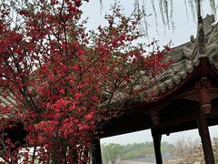-石家庄市植物园