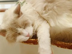 -共舞时光猫咖·狗咖(新街口店)