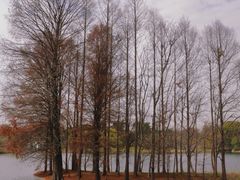 -上海共青森林公园