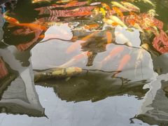 -洋湖国家湿地公园