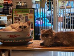 -平行世界·猫咖(首经贸店)