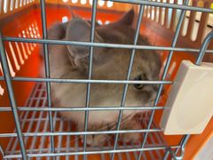 -创凡宠物医院·骨专科  猫科中心(西乡分院)