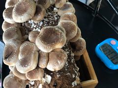 鲜菌棒-凤园椰珍·臻品椰子鸡(保利时光里店)