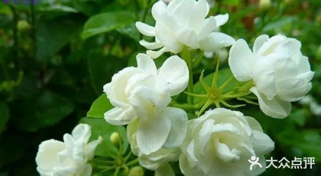 🌸🌸好一朵美丽的茉莉花🌸🌸