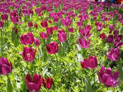 -长春公园(普阳街道)