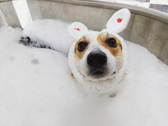 -Oh My Dog宠物沙龙(伊珊娜皮毛护理店)