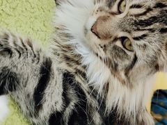 -COLOR PETS 撸猫馆·购猫·猫咖(长风大悦城店)