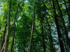 -桤木河湿地公园