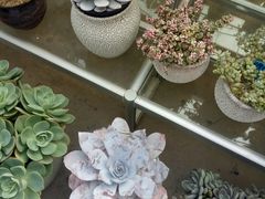 -龙大花卉苗木市场