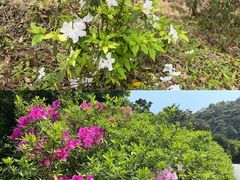 -梧桐山风景名胜区