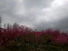 -秀丽东方