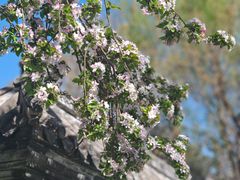 -桃花堤公园