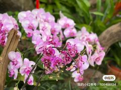 -上海辰山植物园