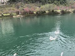 -靖西鹅泉风景区
