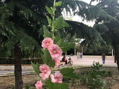 -庄怡公园