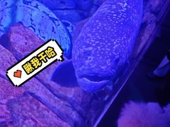 -哈尔滨波塞冬海底世界