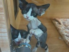 -山宅一喵德文卷毛猫舍