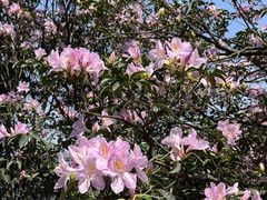 -梧桐山风景名胜区