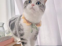-欣宠猫屋·矮脚拿破仑·蓝金金渐层