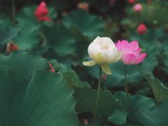 -陶辛水韵