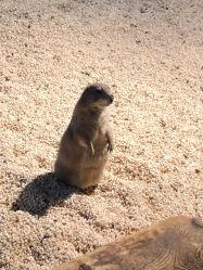 -未来动物城动物主题公园(大悦城店)