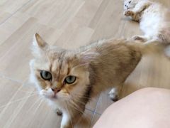 -唐小姐の私宠·宠物洗护美容·撸猫馆·购宠(周浦万达旗舰店)