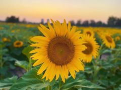 -汉长安城未央宫国家考古遗址公园