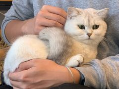 -平行世界·猫咖(首经贸店)