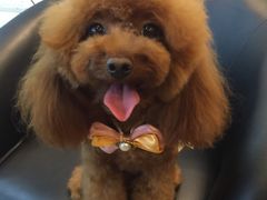 -PETKIT小佩宠物(古北店)