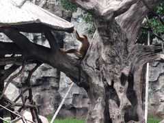 -上海野生动物园