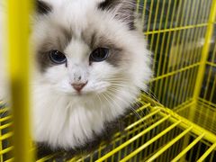 -全心全意连锁动物医院·特色中医诊疗(会城门分院)