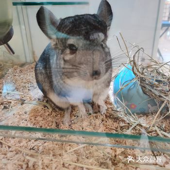 如果要养宠物，请负责它的一生