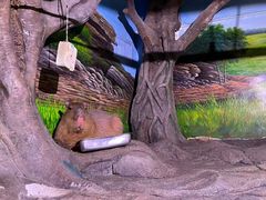 -正佳雨林生态植物园