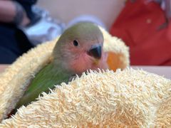 -青石桥花鸟鱼虫市场(叠翠城店)