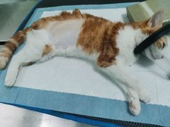 -东莞宠友24H宠物中心医院·转诊夜诊·异宠(新河北路院)