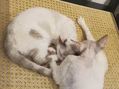 -琪喵猫屋·撸猫猫咖·猫舍