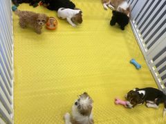 -有喵·猫咖·狗咖·30几只猫10只小狗(岗厦店)