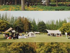 -上海滨江森林公园