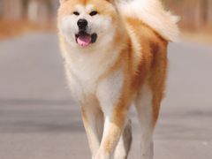 -袁老四重庆老火锅(桐梓坡店)
