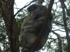 -可伦宾野生动物保护区