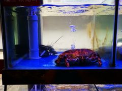 -小龍鳳·港式海鲜打边炉(沙湖路店)