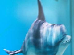 -小海豚•老字号海鲜餐厅(天涯店)