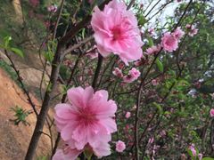 -南国桃园旅游度假区