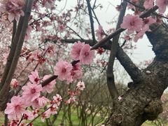 -无锡梅园公园
